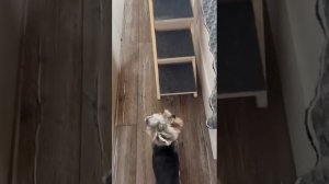 Sobbakevich - лесенка для животных своими руками