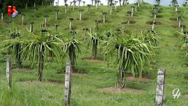 ড্রাগন ফল চারা কোথায় পাবেন, চাষ পদ্ধতি |  Dragon Fruit Planting Experiment Dragon Fruit Garden