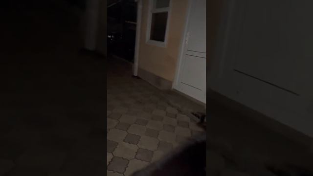 Ротвейлер хочет прекратить салют #rottweiler #ротвейлер #собака #животные