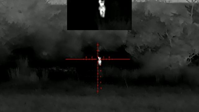 Леший 2 & Pard SA32-25LRF охота на шакалов и лисиц смотреть онлайн