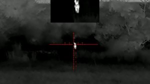 Леший 2 & Pard SA32-25LRF охота на шакалов и лисиц