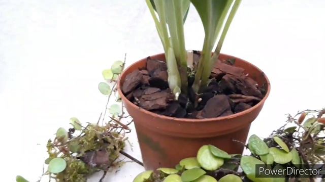 ОРХИДЕИ Масдеваллия. Masdevallia schroederiana - на кого похожа эта орхидея? смотреть онлайн