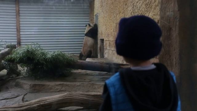 Xen Visits Yancheng Safari Zoo Park China смотреть онлайн