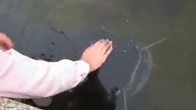 Ручной сом на ЧАЭС смотреть онлайн