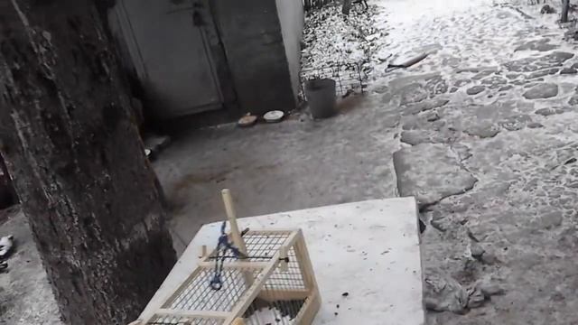 Как поймать синицу на западок смотреть онлайн