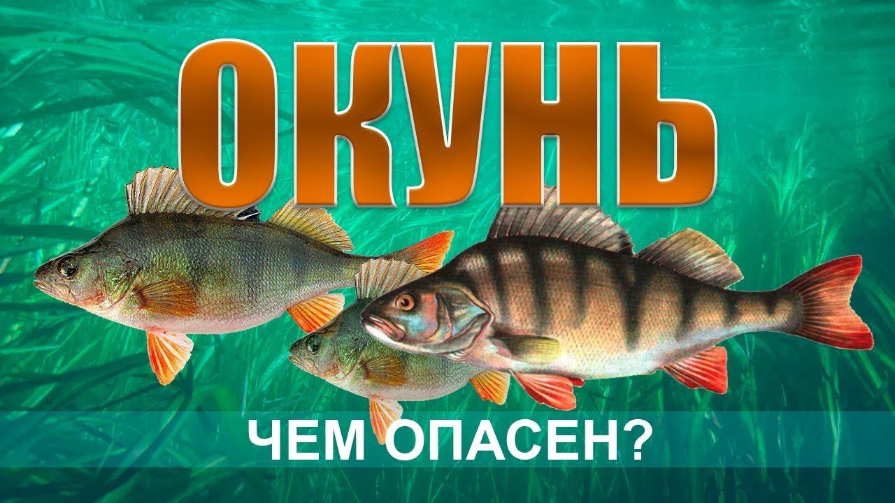 ОКУНЬ. Все что нужно знать о рыбе окунь. Как и где ловить смотреть онлайн