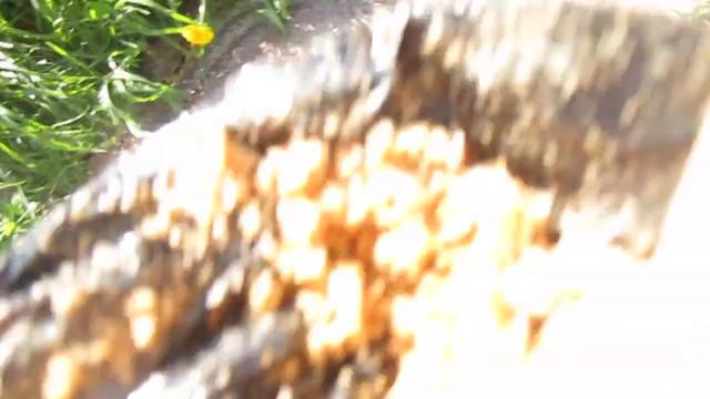 Два саженца винограда из Барнаула сорта Падарок Ирине и Кармэн. смотреть онлайн