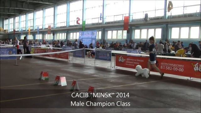 CACIB "MINSK" 2014 смотреть онлайн