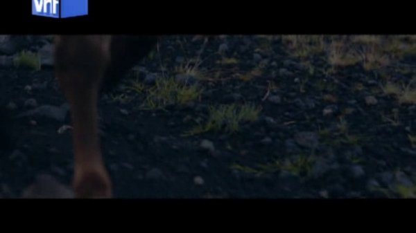 David Guetta ft. Sia - She Wolf @ 2012 VH1