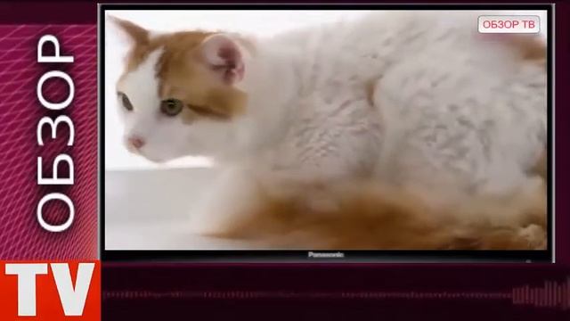 ПУШКИНО Кошка ЛА ПЕРМ Дорого и Красиво цена 4 000 $ смотреть онлайн