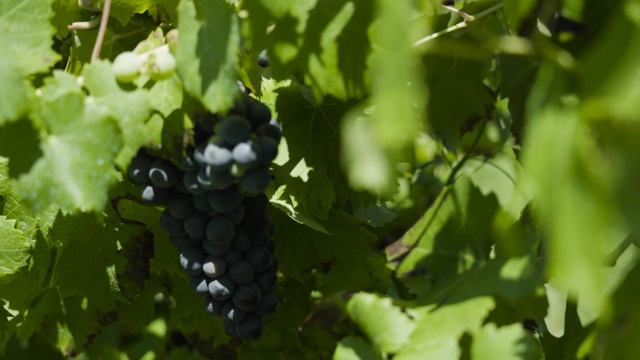 Вахтанг Кикабидзе Виноградная косточка смотреть онлайн