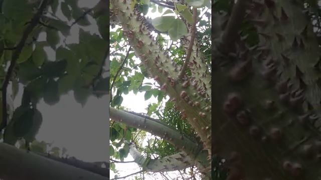 Дерево "Дракон" смотреть онлайн