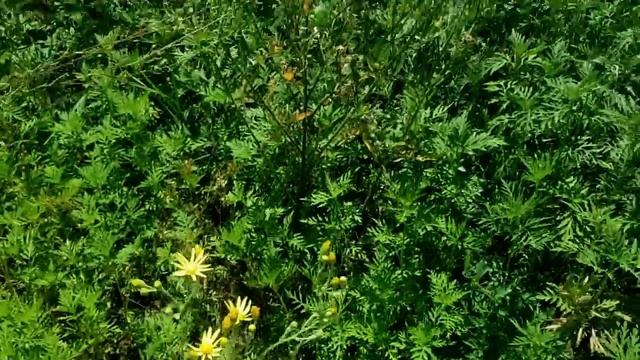 САМВЕЛ АДАМЯН ОЦЕНИЛ ПРЕL&СТИ МАТЕРИ. НАКОРМИЛ ПАРТНЁРА БОРЩЕМ смотреть онлайн