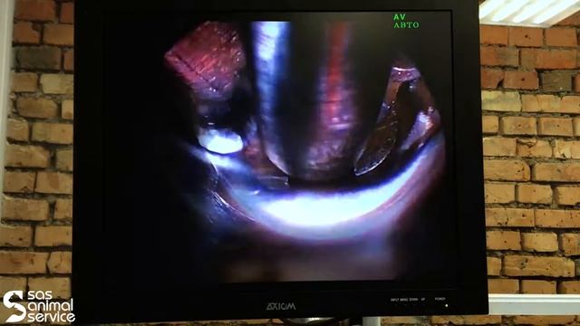 Нефросокопия у кошки. Эндоскопическое удаление камней из почки. смотреть онлайн