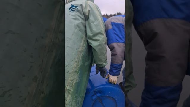 Зарыбление водоема форелью смотреть онлайн