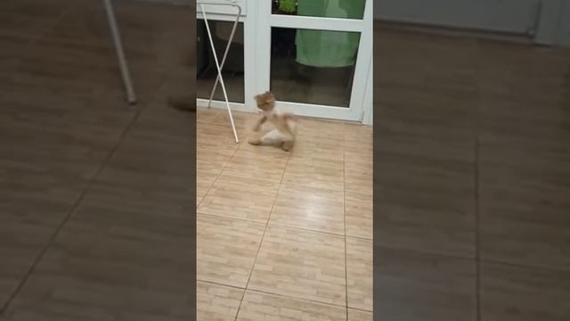 Кошка после стрижки??? смотреть онлайн