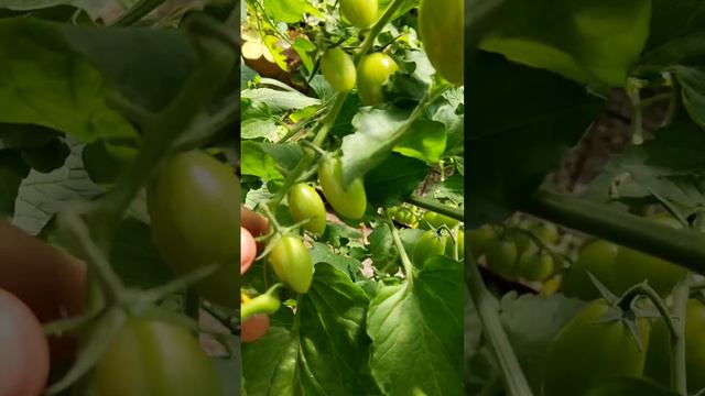 🚀 В 2 раза больше помидоров! Простая хитрость с удалением... смотреть онлайн