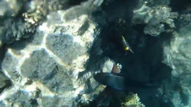 Оранжевоиглая рыба-носорог смотреть онлайн