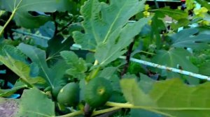 Инжир Подмосковья. Созрели ягоды на улице и загл теплице. Сад Копейки. Субтропики в Подмосковье