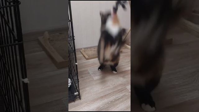 Michiko.ru | Кошка Манула ищет дом. Отдаем бесплатно. Коты в дар в добрые руки.