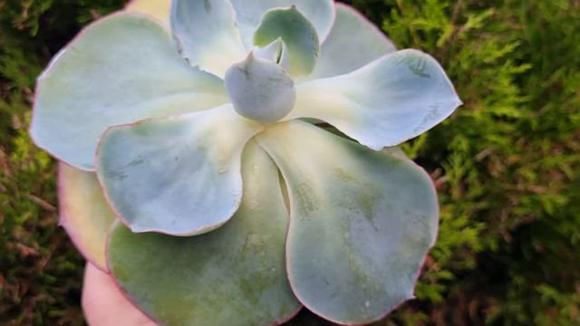 Echeveria Da Vinci Code