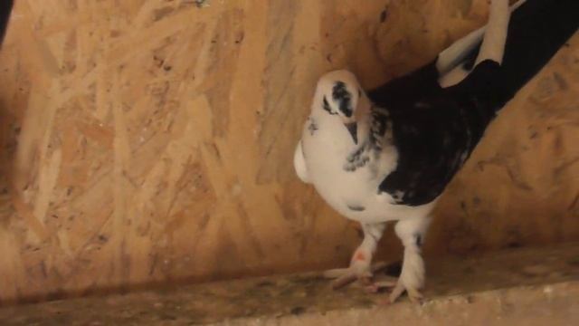 Уже есть Чемпионы. 5 часов Полет нормальный 15.06.23 смотреть онлайн