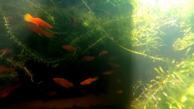 Most Beautiful Wild Fish - Film With Relaxing Music for Stress Relief. UnderWater -Nature смотреть онлайн