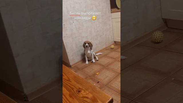 Бигль Малу выполняет команды смотреть онлайн