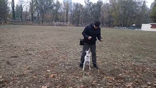 ДРЕССИРОВКА СОБАК | КОМАНДА ДОМИК | КАК ДРЕССИРОВАТЬ ДВОРНЯГУ смотреть онлайн