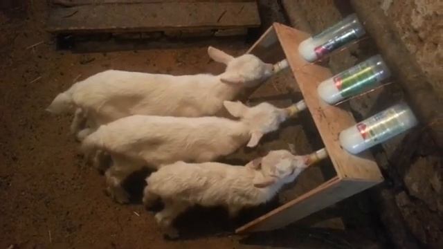 Поилка для козлят. смотреть онлайн
