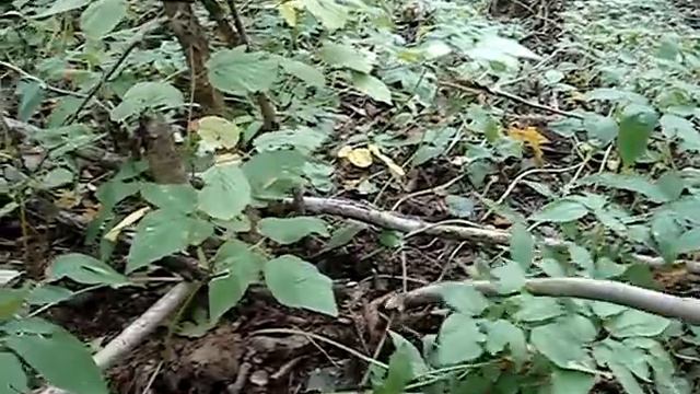маленькая гадюка бросается на палку смотреть онлайн