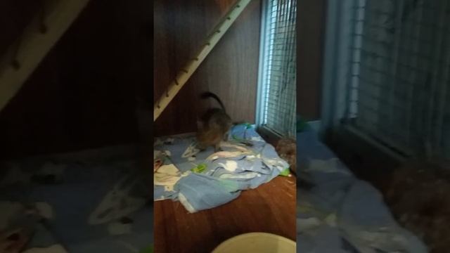 Чилийские белки смотреть онлайн