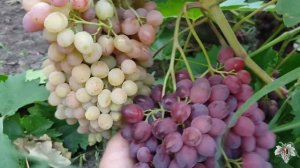 Виноград Кишмиш Велес. Урожай и особенности сорта