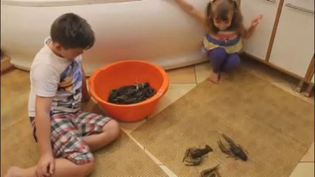 Приколы с кошками! Кошка и Рак, рак и кошка Живые раки приколы Кошка сфинкс знакомство.с раками смотреть онлайн