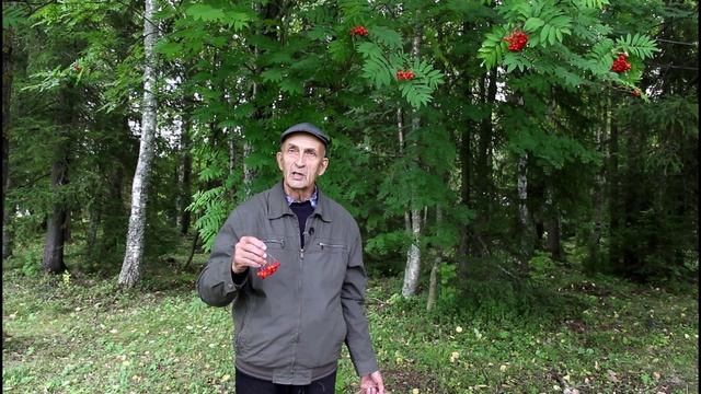 Рябиновый батман: как сделать самому смотреть онлайн