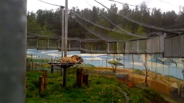 Я в Ярославльском зоопарке!!(фото зверей не все)(27) смотреть онлайн