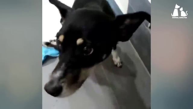 The puppy ran after me and begged me to help his exhausted and disabled mom смотреть онлайн