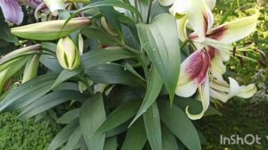 Лилия ОТ- гибрид ЗЕБА.