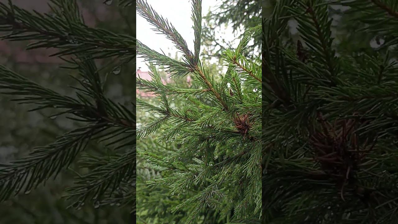 Роса #shorts смотреть онлайн