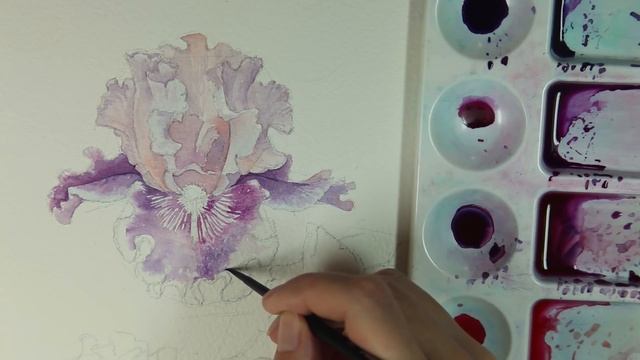 How To Paint Irises Watercolor. Real-time Video. Part 1.