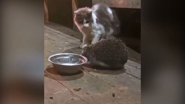 Наглый ёж. смотреть онлайн