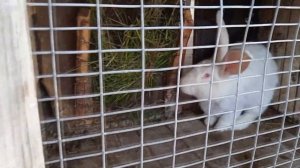 можно ли держать кроликов с курями