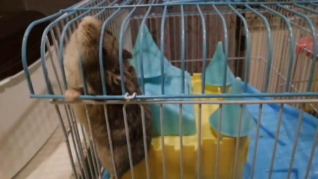 Почему хомячок грызёт клетку? смотреть онлайн
