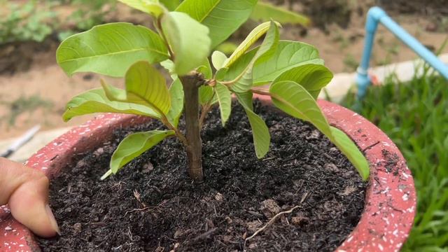 Wow Amazing,Technique How To Grafting Orange With Guava Growing A Lot Fruit смотреть онлайн