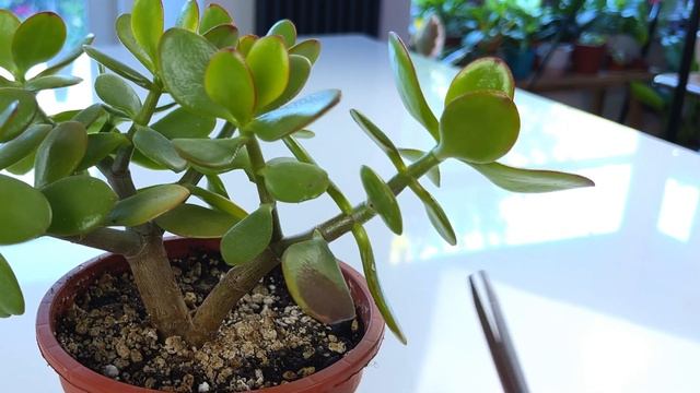 Prune a Jade Plant For Bushy Growth & Thick Trunk смотреть онлайн