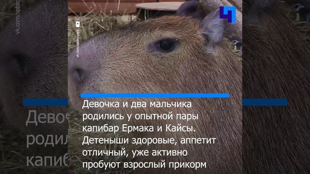 Возрос уровень дружелюбия: в Ленинградском зоопарке родились детеныши капибар смотреть онлайн
