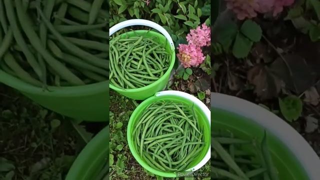 Отличный сорт фасоли смотреть онлайн