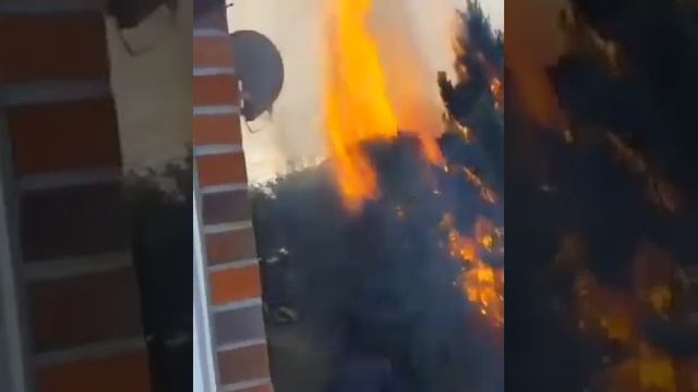 Почему нельзя палить камыш, хвойные деревья, експеремент, загорание, пожар смотреть онлайн