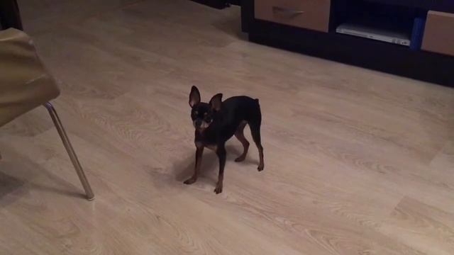 Танец . Собачий степ. смотреть онлайн