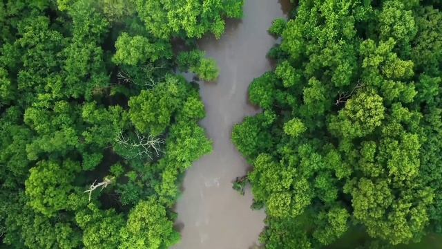 Sounds of tropical jungle | Звуки тропических джунглей смотреть онлайн